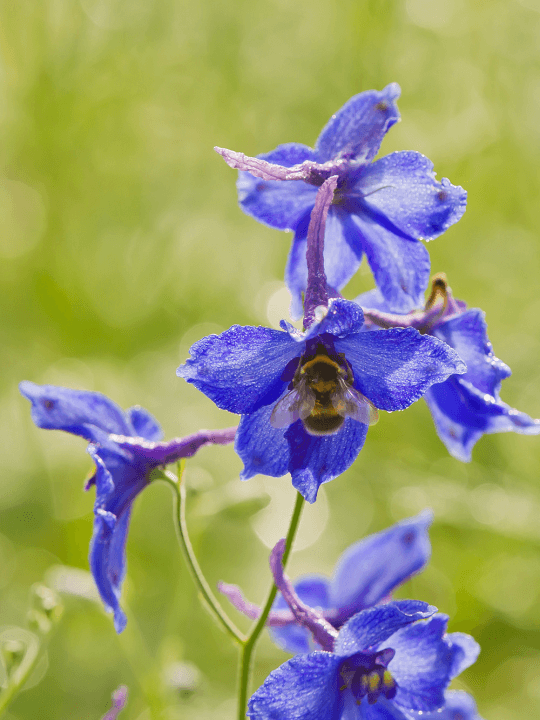 Delphinium belladonna Volkerfrieden